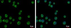 Invitrogen DOK2 Polyclonal Antibody 100 &mu;L; Unconjugated:Antibodies,