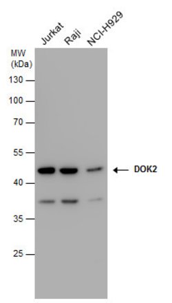 Invitrogen DOK2 Polyclonal Antibody 100 &mu;L; Unconjugated:Antibodies,