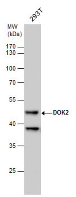 Invitrogen DOK2 Polyclonal Antibody 100 &mu;L; Unconjugated:Antibodies,