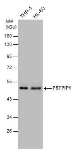 Invitrogen PSTPIP1 Polyclonal Antibody 100 &mu;L; Unconjugated:Antibodies,