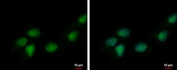 Invitrogen DEDD Polyclonal Antibody 100 &mu;L; Unconjugated:Antibodies,