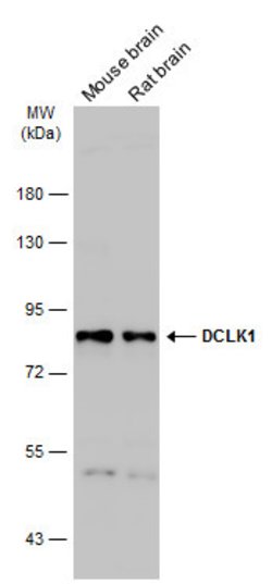 Invitrogen DCLK1 Polyclonal Antibody 100 &mu;L | Buy Online | Invitrogen&trade; | Fisher Scientific