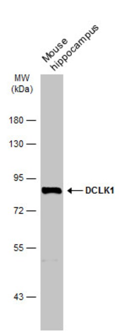 Invitrogen DCLK1 Polyclonal Antibody 100 &mu;L | Buy Online | Invitrogen&trade; | Fisher Scientific