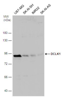 Invitrogen DCLK1 Polyclonal Antibody 100 &mu;L | Buy Online | Invitrogen&trade; | Fisher Scientific