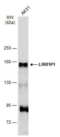 Invitrogen LRRFIP1 Polyclonal Antibody 100 &mu;L; Unconjugated:Antibodies,