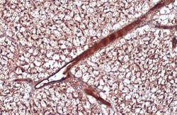 Invitrogen Adiponectin Polyclonal Antibody 100 &mu;L; Unconjugated:Antibodies,