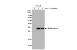 Invitrogen Adiponectin Polyclonal Antibody 100 &mu;L; Unconjugated:Antibodies,