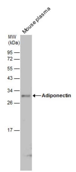 Invitrogen Adiponectin Polyclonal Antibody 100 &mu;L; Unconjugated:Antibodies,