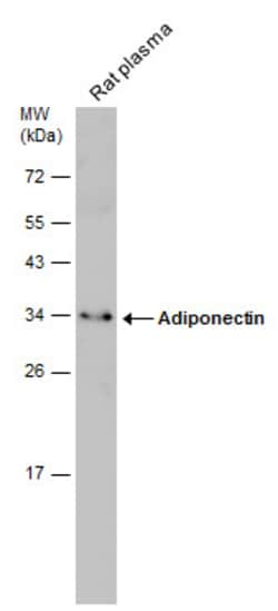 Invitrogen Adiponectin Polyclonal Antibody 100 &mu;L; Unconjugated:Antibodies,