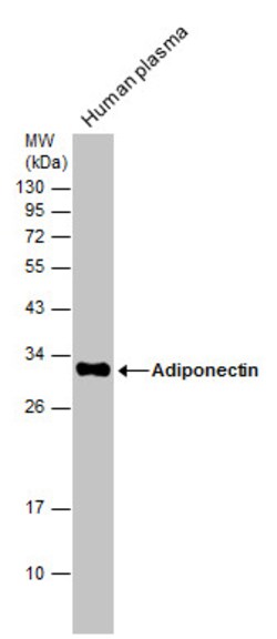 Invitrogen Adiponectin Polyclonal Antibody 100 &mu;L; Unconjugated:Antibodies,