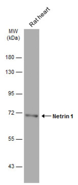 Invitrogen NTN1 Polyclonal Antibody 100 &mu;L; Unconjugated:Antibodies,
