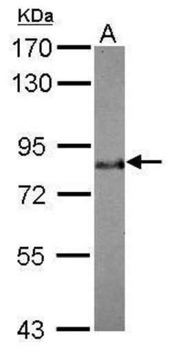 Invitrogen BAG3 Polyclonal Antibody 100 &mu;L | Buy Online | Invitrogen&trade; | Fisher Scientific