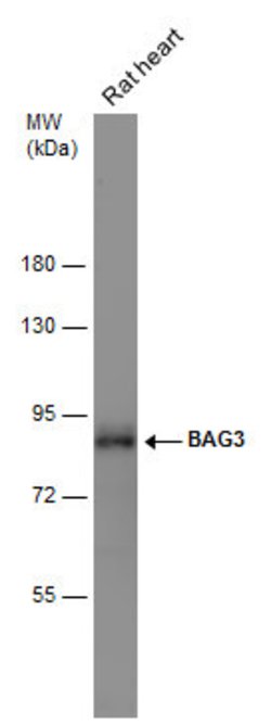 Invitrogen BAG3 Polyclonal Antibody 100 &mu;L | Buy Online | Invitrogen&trade; | Fisher Scientific