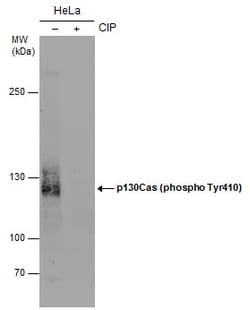 Invitrogen Phospho-p130Cas (Tyr410) Polyclonal Antibody 100 &mu;L | Buy Online | Invitrogen&trade; | Fisher Scientific