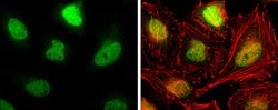 Invitrogen GTF2IRD1 Polyclonal Antibody 100 &mu;L; Unconjugated:Antibodies,