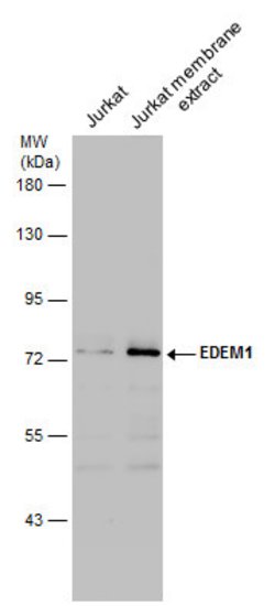 Invitrogen EDEM1 Polyclonal Antibody 100 &mu;L; Unconjugated:Antibodies,