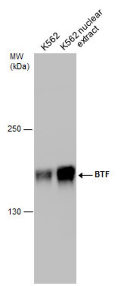Invitrogen BCLAF1 Polyclonal Antibody 100 &mu;L; Unconjugated:Antibodies,