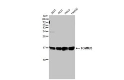 Invitrogen TOMM20 Polyclonal Antibody 100 &mu;L; Unconjugated:Antibodies,