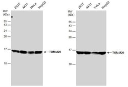 Invitrogen TOMM20 Polyclonal Antibody 100 &mu;L; Unconjugated:Antibodies,