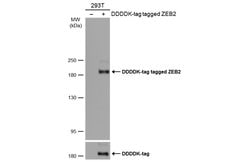 Invitrogen ZEB2 Polyclonal Antibody 100 &mu;L; Unconjugated:Antibodies,