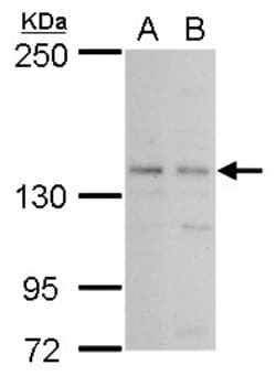 Invitrogen PAN2 Polyclonal Antibody 100 &mu;L; Unconjugated:Antibodies,