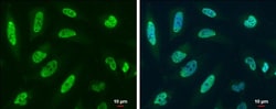 Invitrogen RBM8A Polyclonal Antibody 100 &mu;L; Unconjugated:Antibodies,