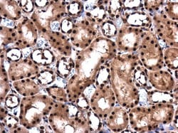 Invitrogen RBM8A Polyclonal Antibody 100 &mu;L; Unconjugated:Antibodies,