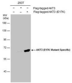 Invitrogen AKT3 (E17K Mutant) Polyclonal Antibody 100 &mu;L; Unconjugated:Antibodies,