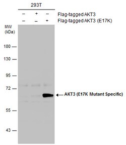 Invitrogen AKT3 (E17K Mutant) Polyclonal Antibody 100 &mu;L; Unconjugated:Antibodies,