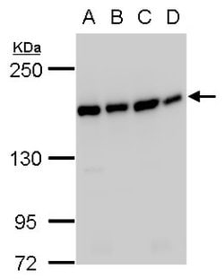 Invitrogen SMC4 Polyclonal Antibody 100 &mu;L; Unconjugated:Antibodies,