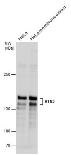 Invitrogen RTN3 Polyclonal Antibody 100 &mu;L; Unconjugated:Antibodies,