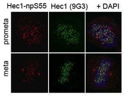 Invitrogen HEC1 Polyclonal Antibody 100 &mu;g; Unconjugated:Antibodies,