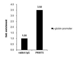 Invitrogen PRMT5 Polyclonal Antibody 100 &mu;L; Unconjugated:Antibodies,