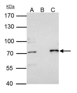 Invitrogen PRMT5 Polyclonal Antibody 100 &mu;L; Unconjugated:Antibodies,