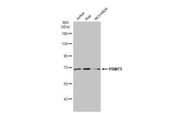 Invitrogen PRMT5 Polyclonal Antibody 100 &mu;L; Unconjugated:Antibodies,