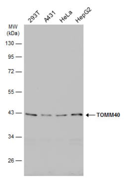 Invitrogen TOMM40 Polyclonal Antibody 100 &mu;L; Unconjugated:Antibodies,