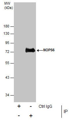 Invitrogen NOP56 Polyclonal Antibody 100 &mu;L; Unconjugated:Antibodies,