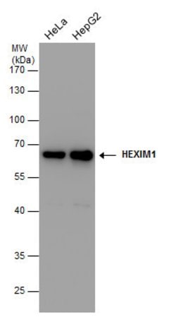 Invitrogen HEXIM1 Polyclonal Antibody 100 &mu;L; Unconjugated:Antibodies,