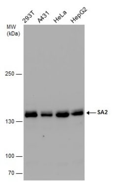 Invitrogen STAG2 Polyclonal Antibody 100 &mu;L; Unconjugated:Antibodies,
