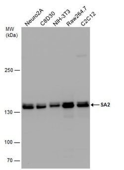 Invitrogen STAG2 Polyclonal Antibody 100 &mu;L; Unconjugated:Antibodies,