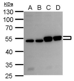 Invitrogen RUVBL2 Polyclonal Antibody 100 &mu;L; Unconjugated:Antibodies,