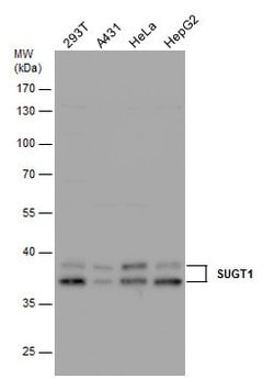 Invitrogen SUGT1 Polyclonal Antibody 100 &mu;L; Unconjugated:Antibodies,