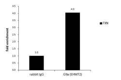 Invitrogen EHMT2 Polyclonal Antibody 100 &mu;L; Unconjugated:Antibodies,