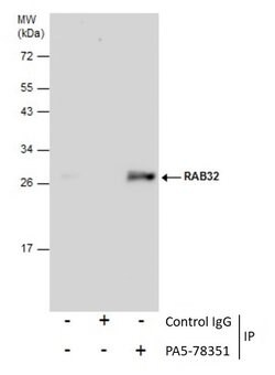 Invitrogen RAB32 Polyclonal Antibody 100 &mu;L | Buy Online | Invitrogen&trade; | Fisher Scientific