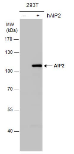 Invitrogen AIP2 Polyclonal Antibody 100 &mu;L; Unconjugated:Antibodies,