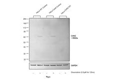 Invitrogen Phospho-CHK2 (Thr68) Polyclonal Antibody 100 &mu;L; Unconjugated:Antibodies,