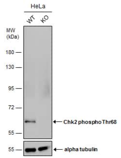 Invitrogen Phospho-CHK2 (Thr68) Polyclonal Antibody 100 &mu;L | Buy Online | Invitrogen&trade; | Fisher Scientific