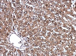 Invitrogen DJ-1 Polyclonal Antibody 100 &mu;L; Unconjugated:Antibodies,