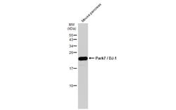 Invitrogen DJ-1 Polyclonal Antibody 100 &mu;L; Unconjugated:Antibodies,