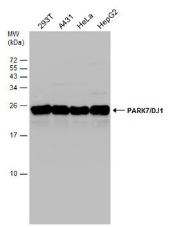 Invitrogen DJ-1 Polyclonal Antibody 100 &mu;L; Unconjugated:Antibodies,